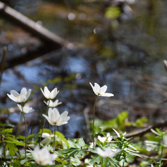 Group with windflowers in a low angle image