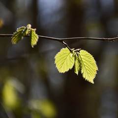 Backlit Hazel leaves