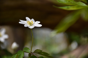 Beautiful single wood anemone