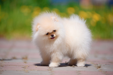 Fototapeta na wymiar The dog breed Pomeranian is standing on the pavement.