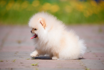 The dog breed Pomeranian is standing on the pavement.