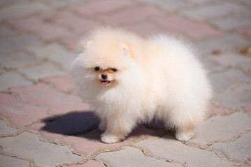 The dog breed Pomeranian is standing on the pavement.