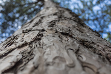 trunk of pine tree from below closeup, focus of shallow depth of field, background