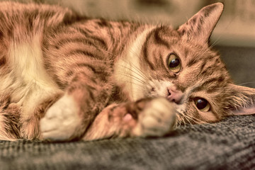 black and white portrait of a domestic cat