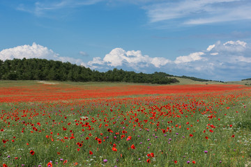 Poppy field Crimea may 2018