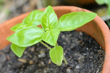 Plant de basilic dans un pot de fleurs