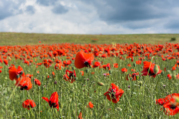 Poppy field Crimea may 2018