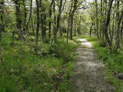 bosque