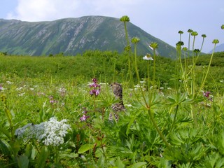 raichou  Ptarmigan grouce kitaalps