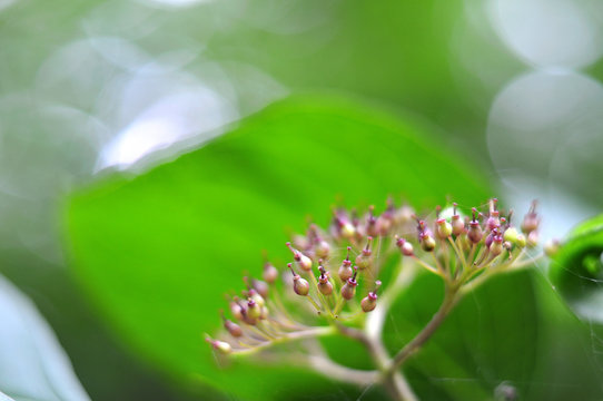 developing fruits of a common dogwood
