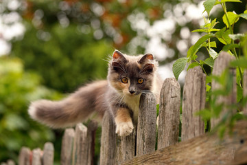 трехцветный пушистый котенок на заборе в деревне - obrazy, fototapety, plakaty
