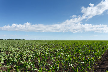 Fototapeta na wymiar Young green corn field under cloudy sky