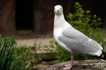 A seagull looking at the camera in Antwerp.