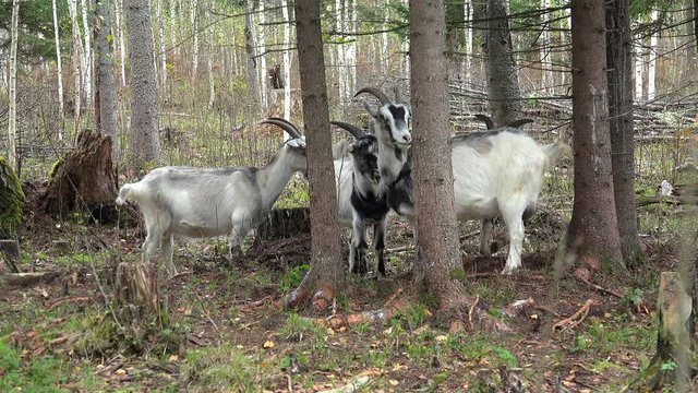 Herd of domestic goats walks in the woods.