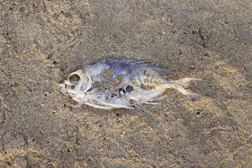 Dead Fish