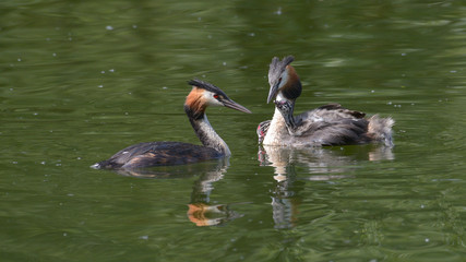 Svasso maggiore che porge il pesce al pulcino