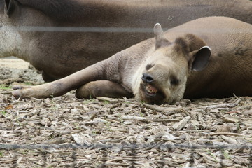 Portrait de tapir - 209359751