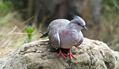 Portrait of crested pigeon