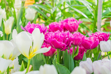 field of blooming multicolored tulips, spring flowers in the garden