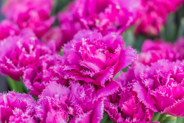 field of blooming colorful tulips, spring flowers in the garden