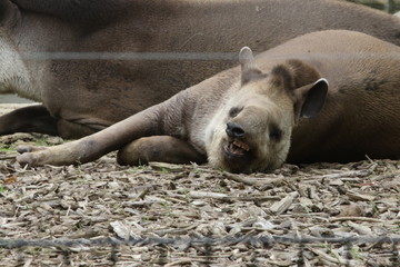 Portrait de tapir - 209360353