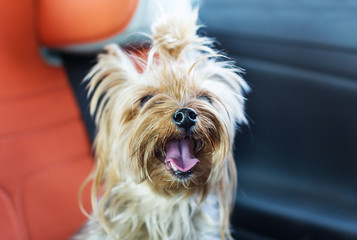Yorkshire terrier dog with sticking out tongue sitting in a car seat