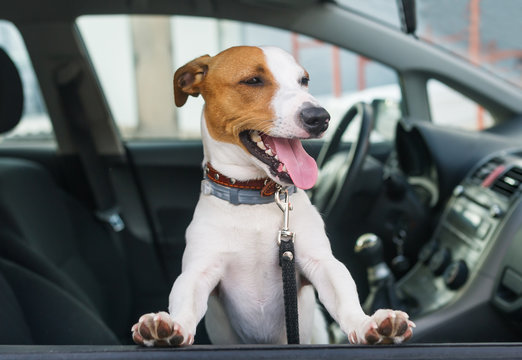 Cute Jack Russell Terrier Sit In The Car On The Front Seat