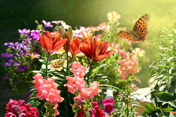 Schmetterling 464 © K.-U. Häßler