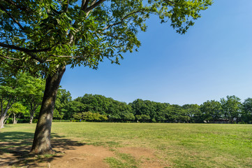 東村山中央公園の風景