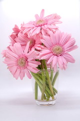 pink gerbera flowers closeup on white background