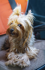 Cute yorkshire terrier in the car