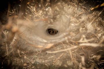 Grass Spider in web