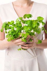parsley woman hand white background - 209360938