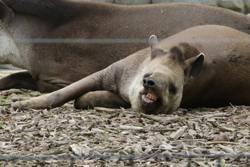 Portrait de tapir - 209360949