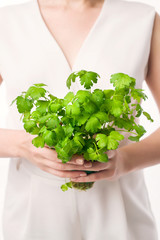 parsley woman hand white background - 209360953