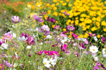 Flowers  Cosmos  blooming in the garden