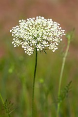 queen ann lace flower field green delicate