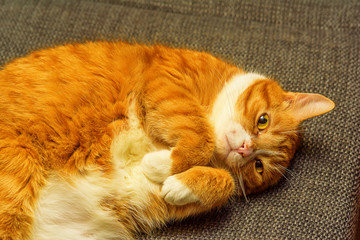 cat lies tucked paws