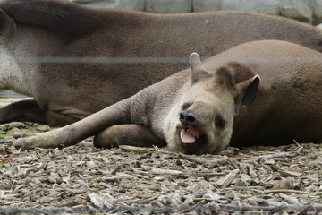 Portrait de tapir - 209361339