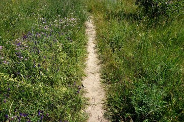 A trampled path in a meadow, through blossoming field steppe grass.