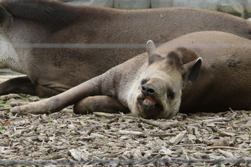 Portrait de tapir - 209361540