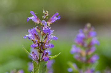 Salvia officinalis evergreen healhty subshrub in bloom, violet purple flowering useful plant