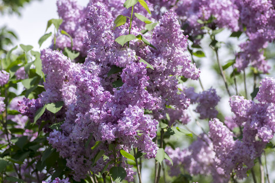 Syringa vulgaris flowering plant in the olive family oleaceae, deciduous shrub with group of light violet purple flowers