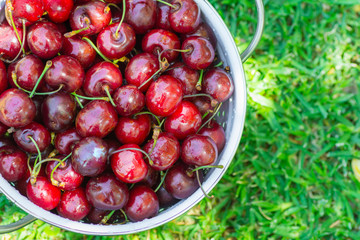 Ripe Organic Freshly Picked Sweet Cherries in White Metal Colander on Green Grass in Garden. Nature Background. Summer Harvest Vitamins Clean Eating Freshness Vegan. Poster Banner Template