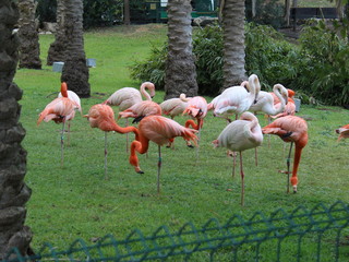 Hungry flamingos