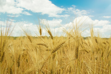 golden cereal on a field on a sunny afternoon with blue sky