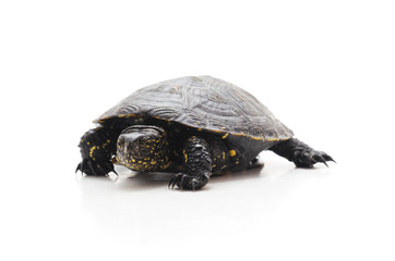 One big turtle.