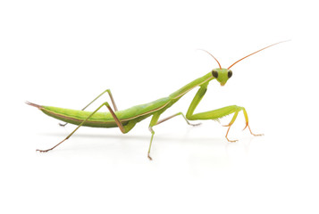 Large green mantis.