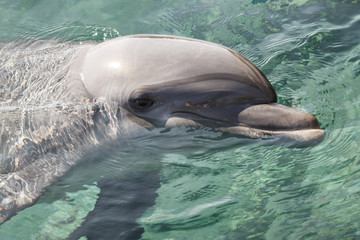 The yong Bottlenose dolphin is swimming in red sea