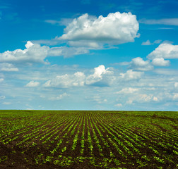 Sugar beet crops shoots lines on big field with beautiful sky